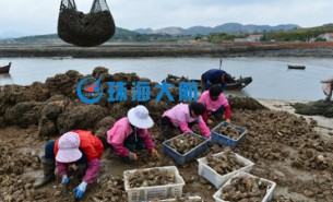 生蠔自動(dòng)分揀機(jī)，取代人工分揀，高效精準(zhǔn)省人工