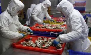 牡蠣分揀機助力中國牡蠣之鄉(xiāng)-珠海大航核心技術